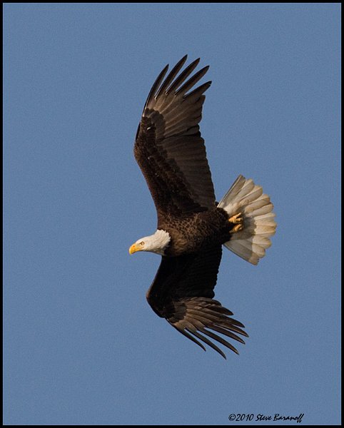 _0SB8828 american bald eagle.jpg